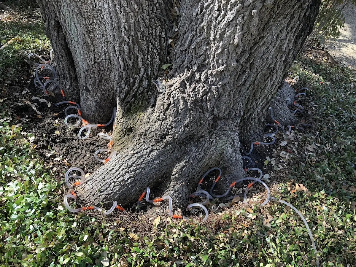 Detailed Tree Cabling and Bracing job site in Cohoctah