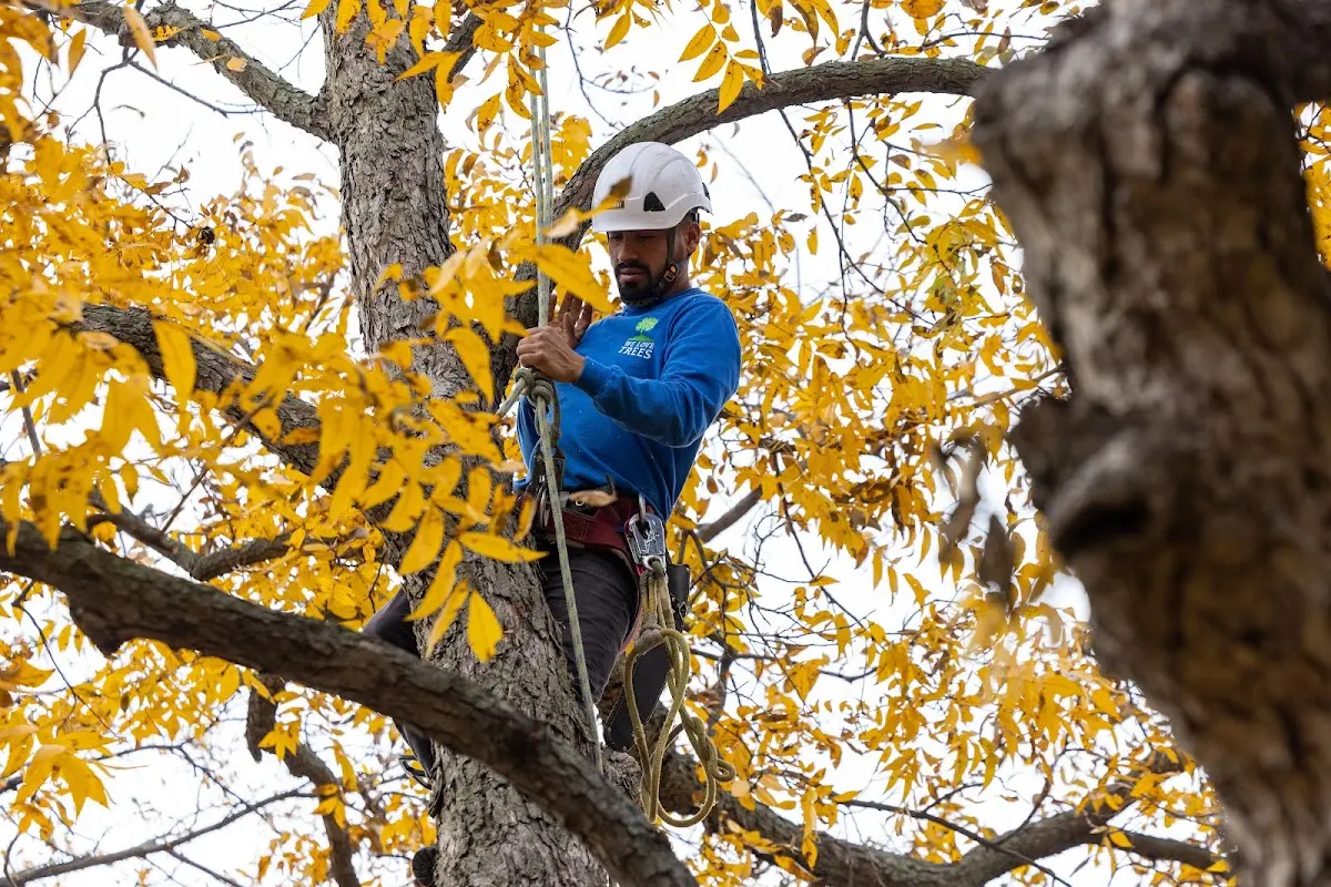 Skilled Tree Planting crew working in Cohoctah