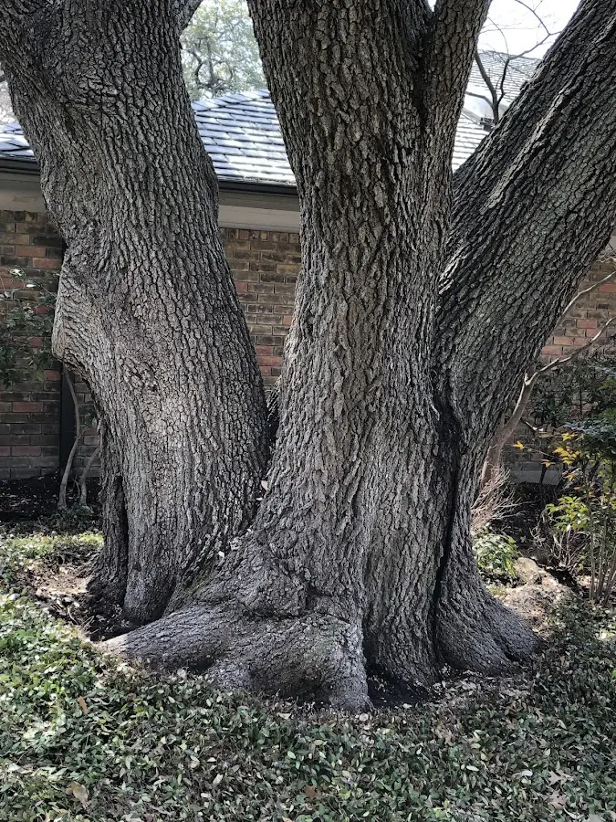 Mature heritage tree close to a Cohoctah property cared for by certified arborists